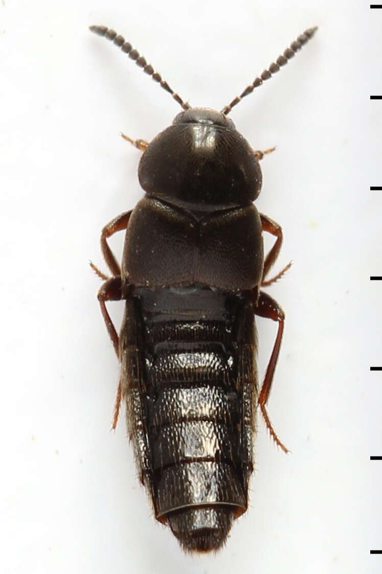 Image of Aleochara (Xenochara) brevipennis Gravenhorst 1806