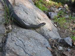 Image of Blackbelly Garter Snake