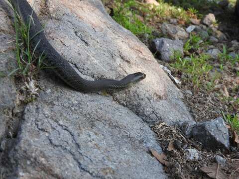 Plancia ëd Thamnophis melanogaster (Peters 1864)