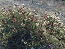 Image of California Buckwheat