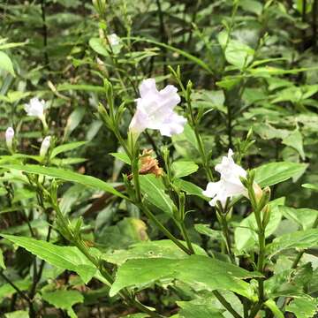 Strobilanthes flexicaulis var. tashiroi (Hayata) T. Yamazaki resmi