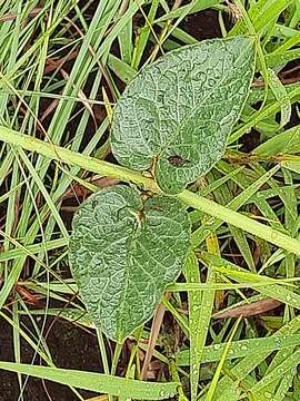 Image of Orthanthera jasminiflora (Decne.) Schinz