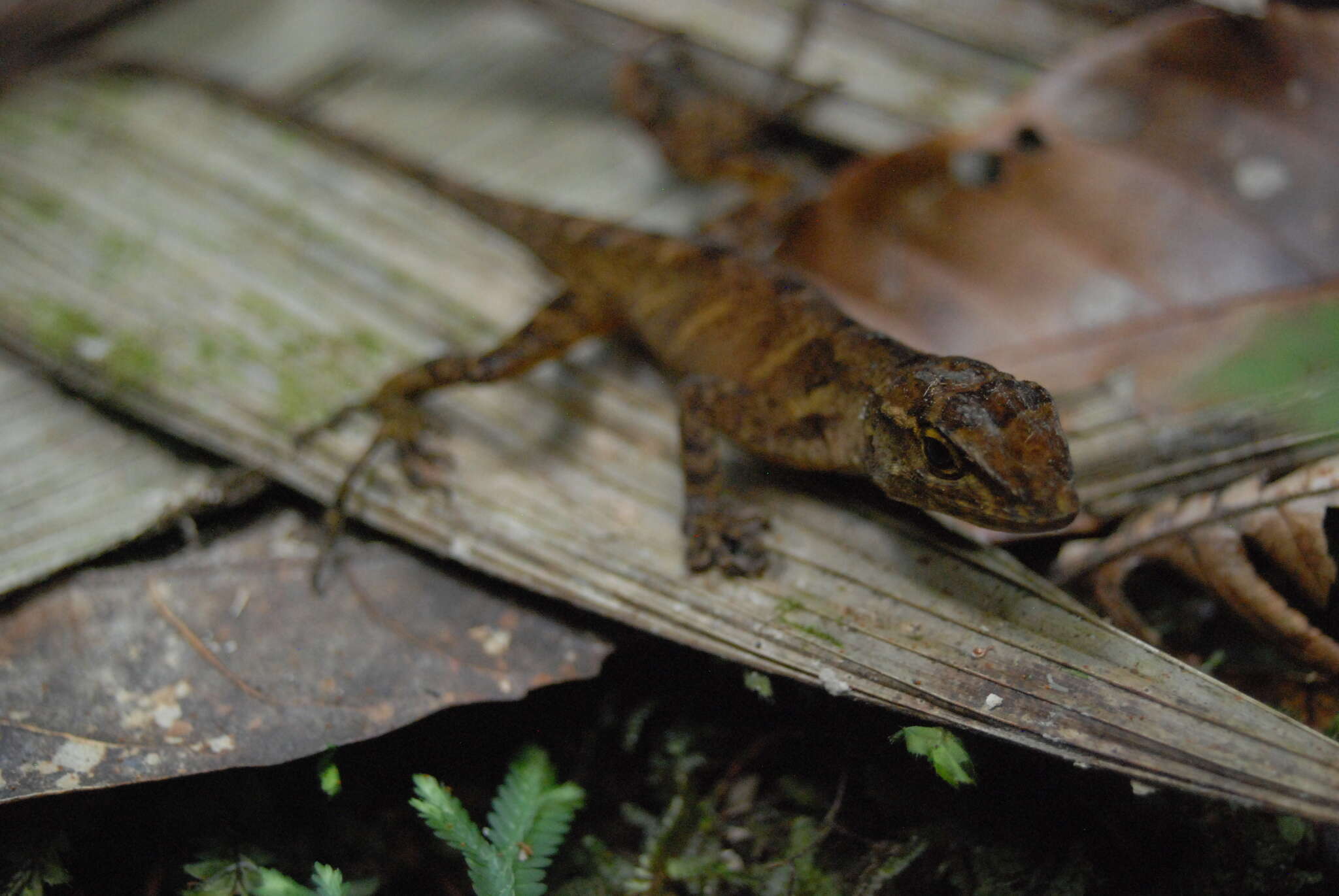 Image of Stuart's Anole