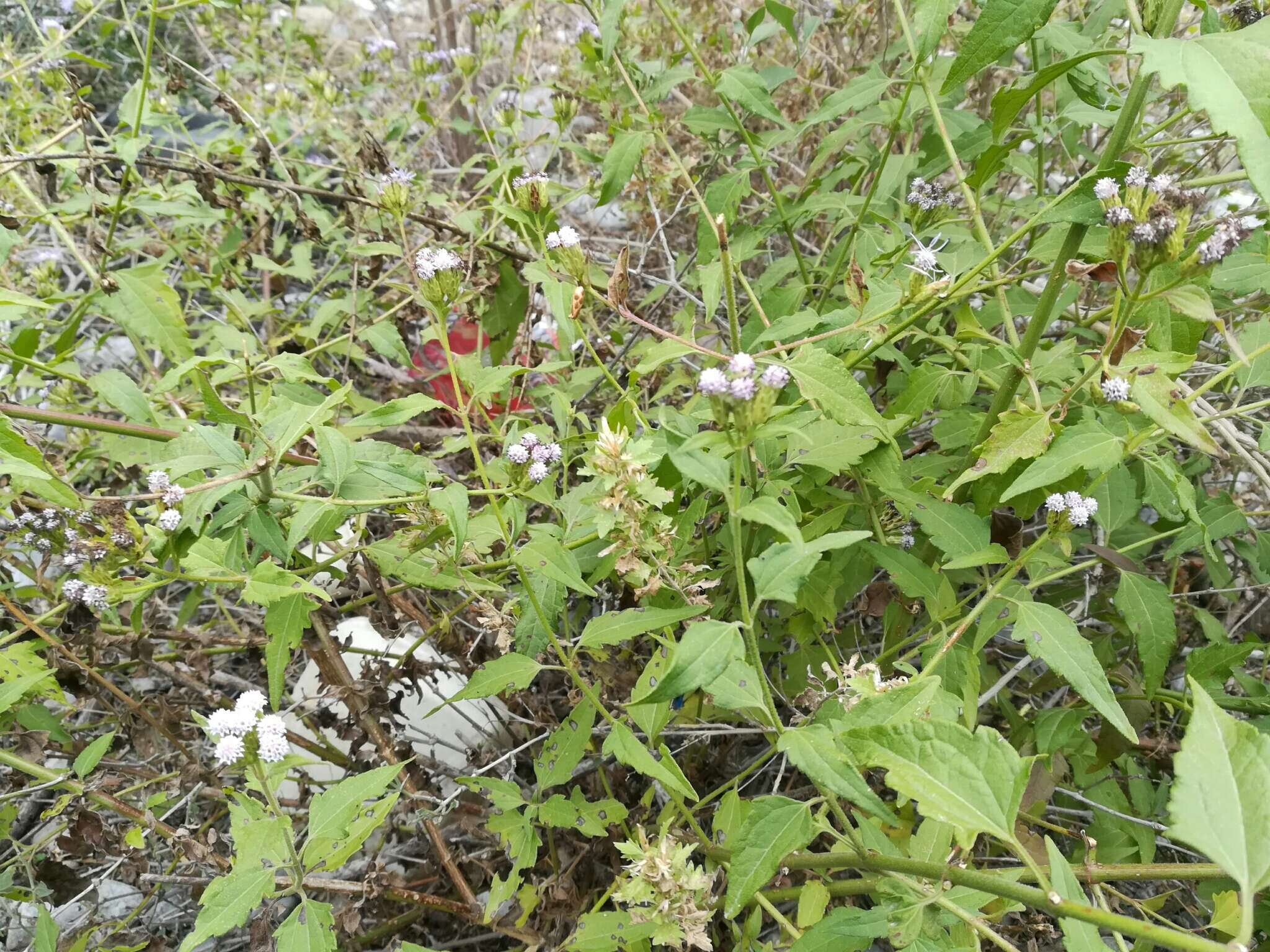 Image of Jack in the bush