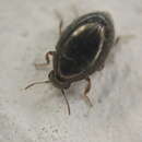 Image of Pill beetle