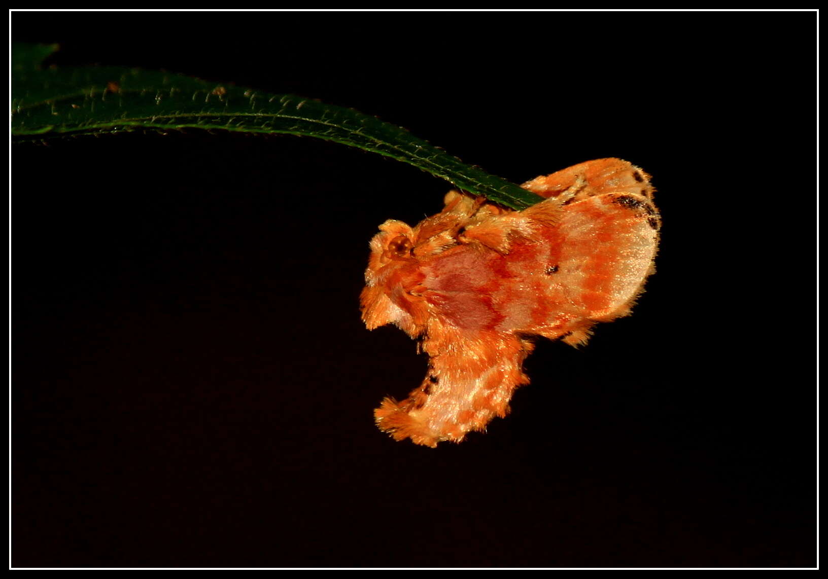 Image of Cheromettia apicata Moore 1879