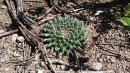 Image of Mammillaria uncinata Zucc. ex Pfeiff.