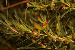 Image of Empleurum unicapsulare (L. fil.) Skeels