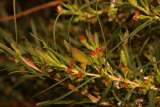 Image of Empleurum unicapsulare (L. fil.) Skeels