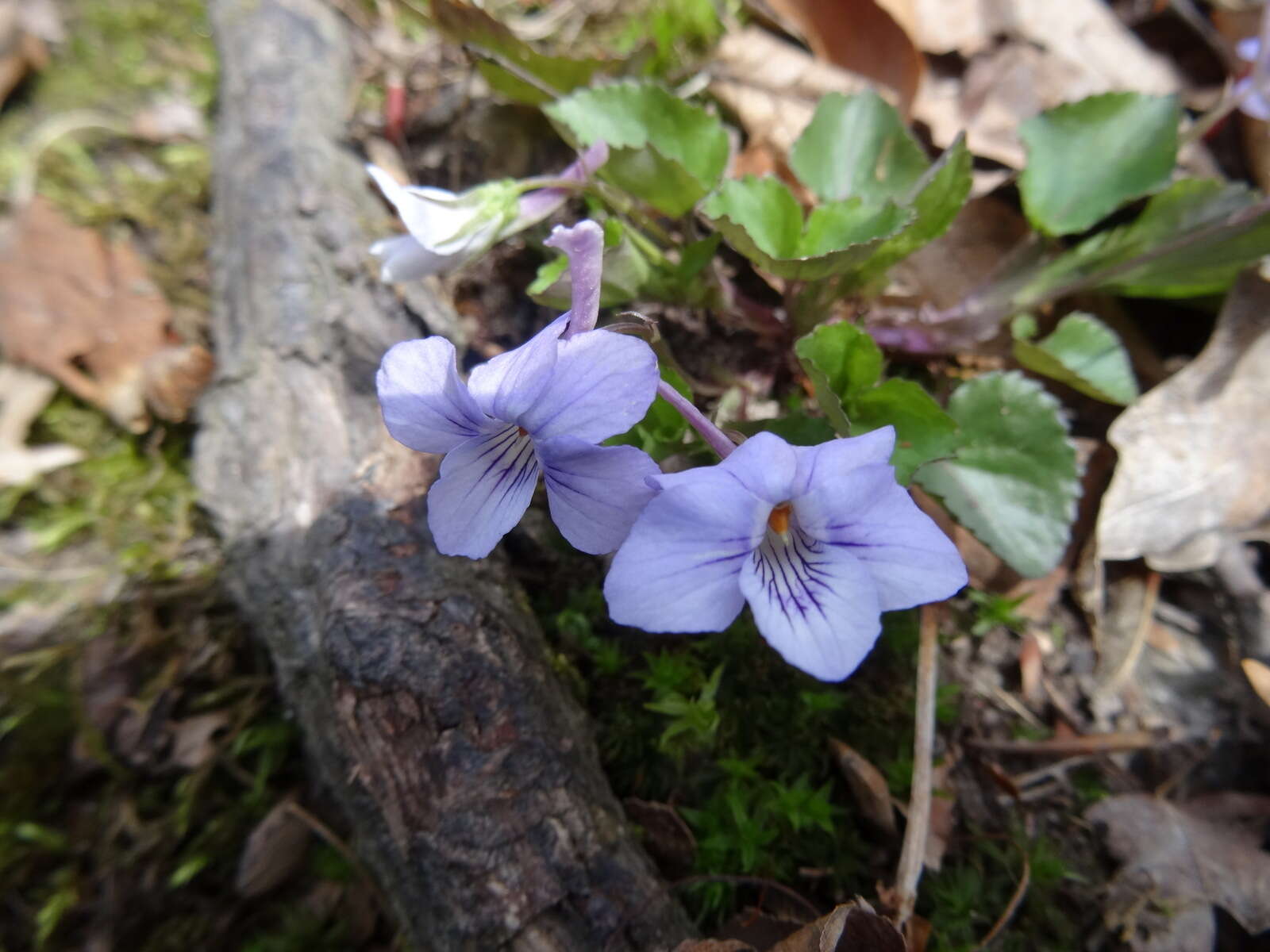 صورة Viola rostrata Pursh