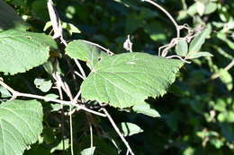 Image of West Indian grape