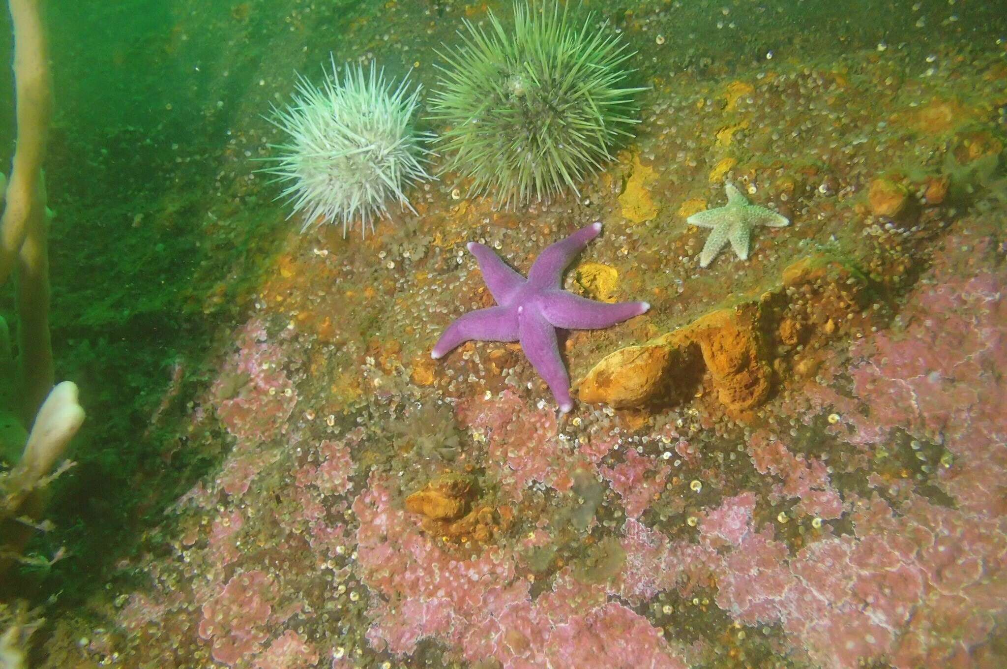 Henricia sanguinolenta (O. F. Müller 1776) resmi