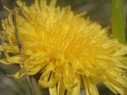 Image of California dandelion