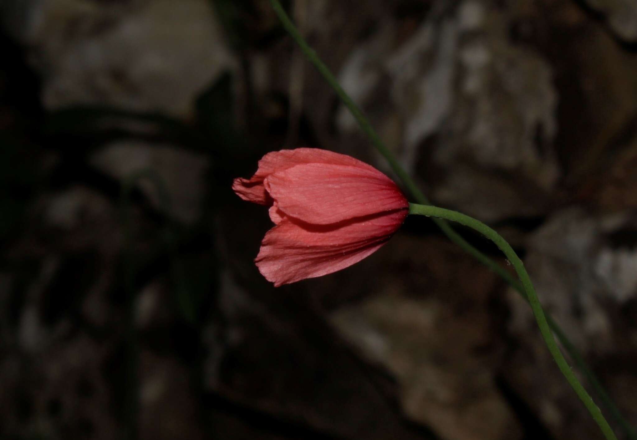 Image of Papaver lecoqii La Motte