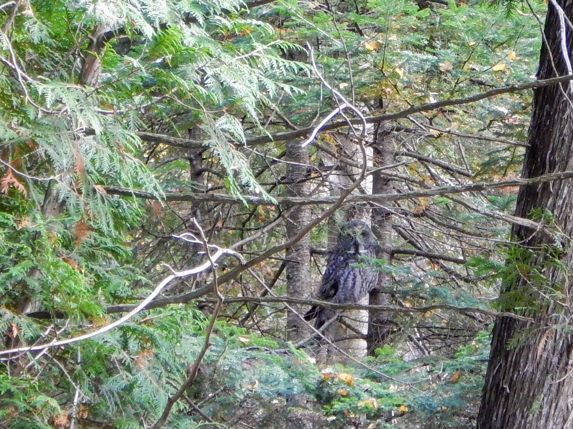 Image of Great Gray Owl