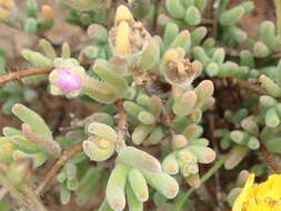 Image of Drosanthemum latipetalum L. Bol.