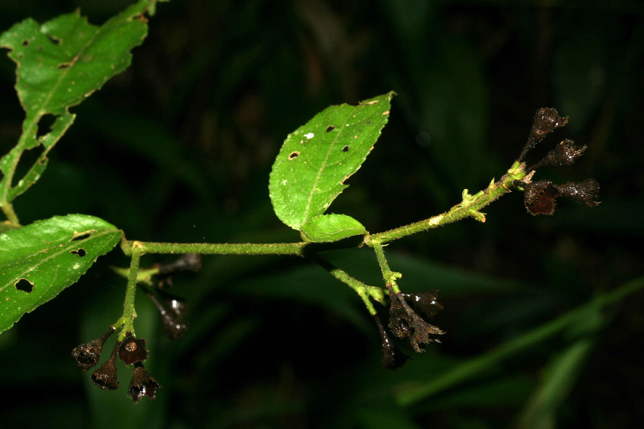 Image of Pavonia castaneifolia A. St.-Hil. & Naud.