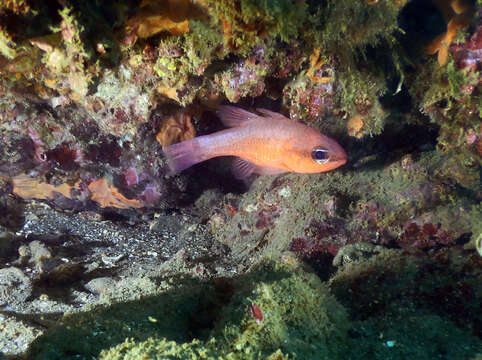 Image of Cardinal Fish