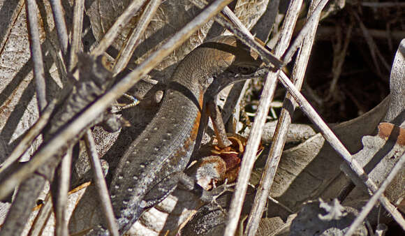 Image of Open-litter Rainbow-skink