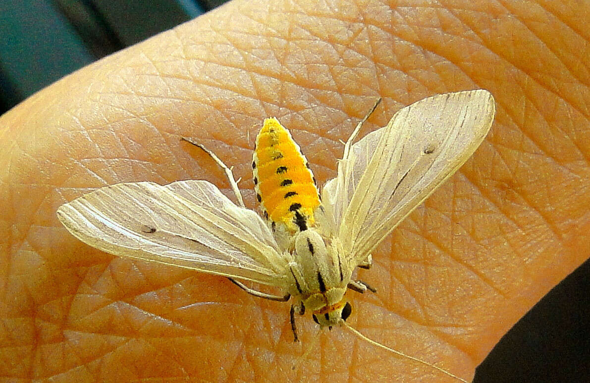 Image of Agaraea semivitrea Rothschild 1909