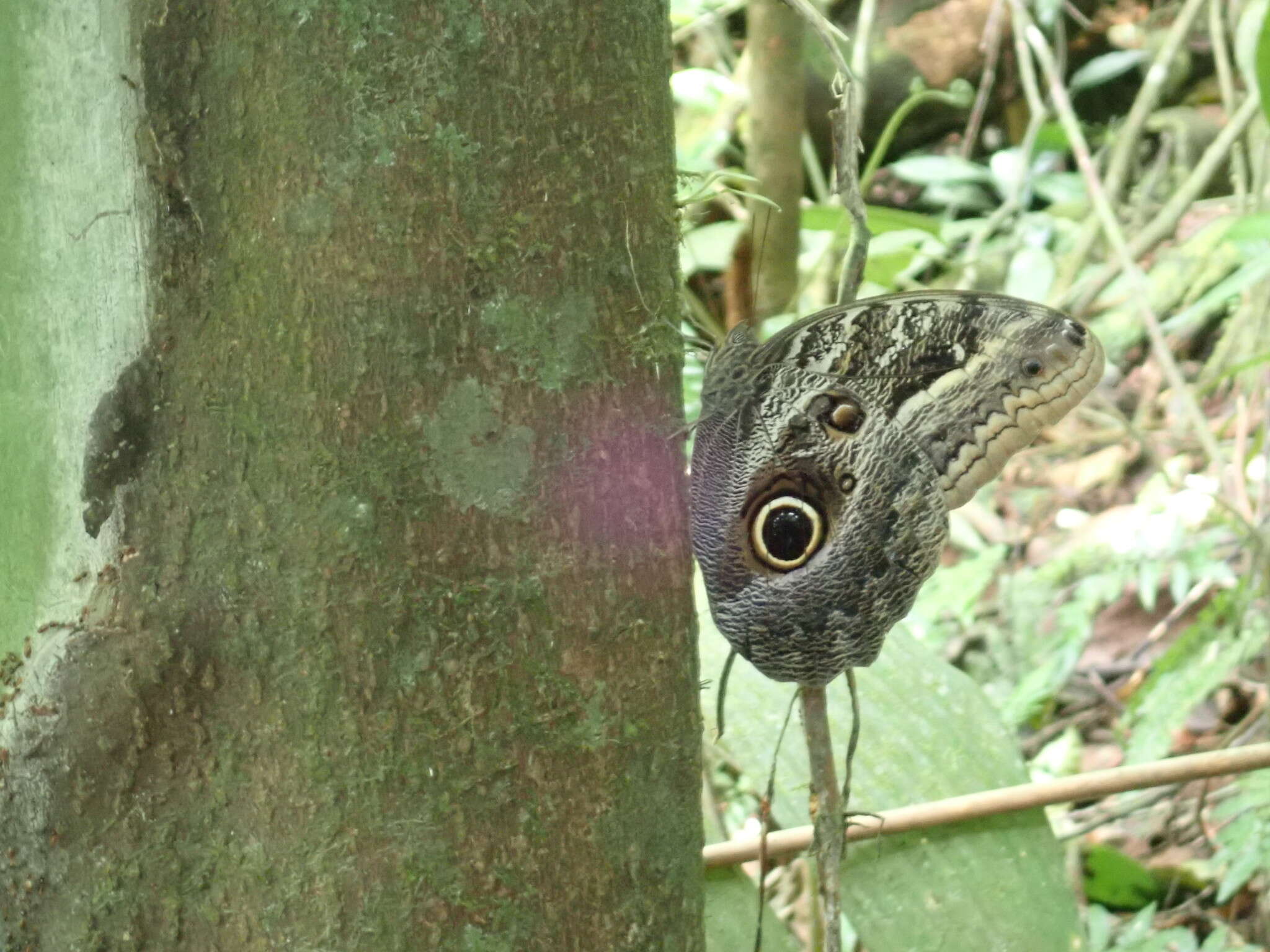 Image of Caligo teucer insulana Stichel 1904