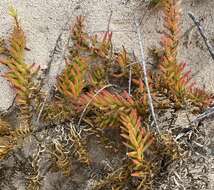 Image of alkali seepweed