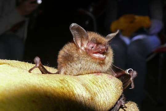 Image of Northern Long-Eared Bat