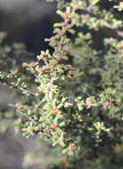 Sivun Pultenaea scabra R. Br. kuva