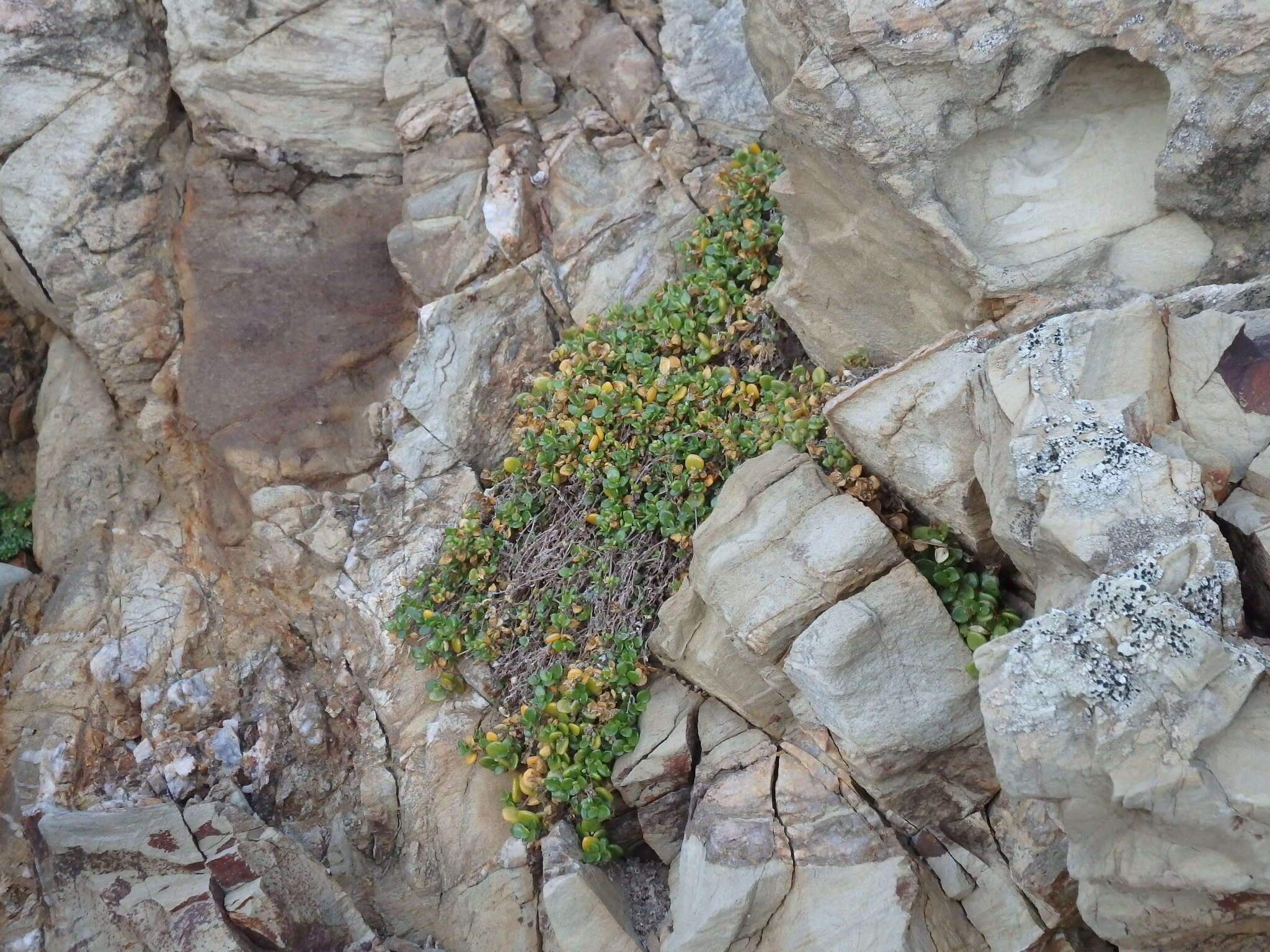 Imagem de Polycarpon tetraphyllum subsp. catalaunicum (O. Bolòs & Vigo) Iamonico & Domina