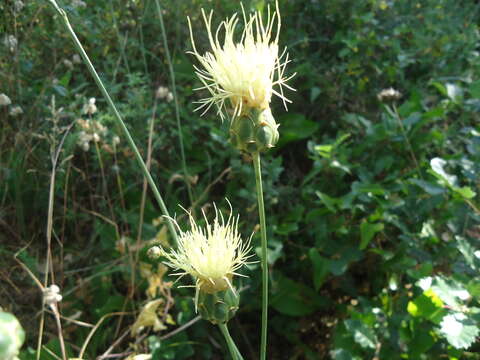 Image of Rhaponticoides africana (Lam.) M. V. Agab. & Greuter