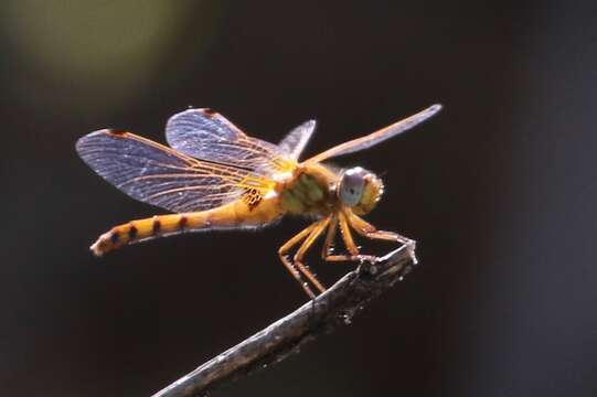 Image of Spot-winged Meadowhawk