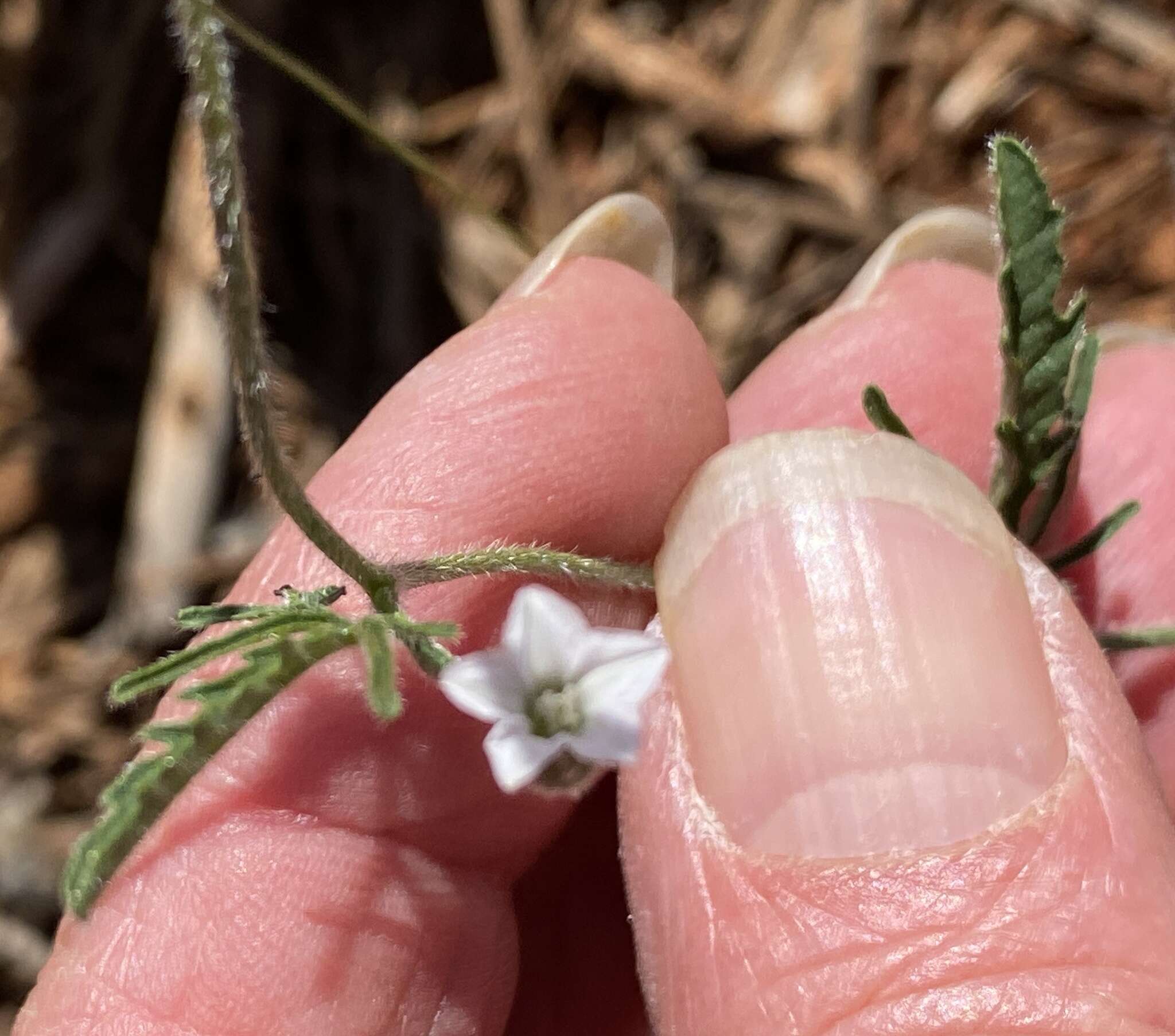 Image of Convolvulus clementii Domin