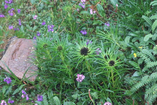 Image of Saussurea delavayi Franch.