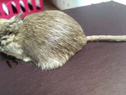 Image of Desert Pocket Mouse