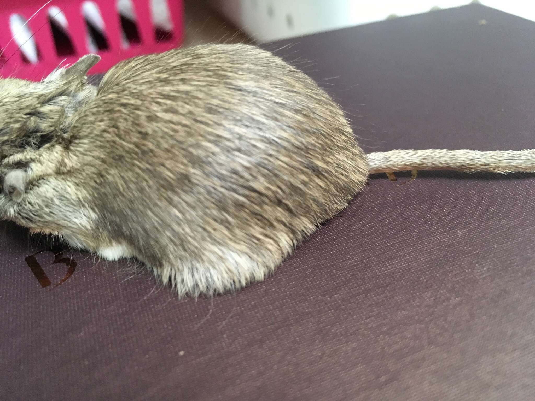 Image of Desert Pocket Mouse