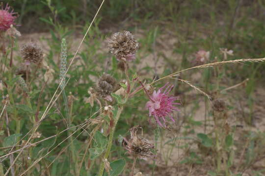 Image of large-fruited sand verbena