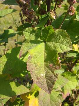 Image of Kearnemalvastrum subtriflorum (Lag.) D. M. Bates