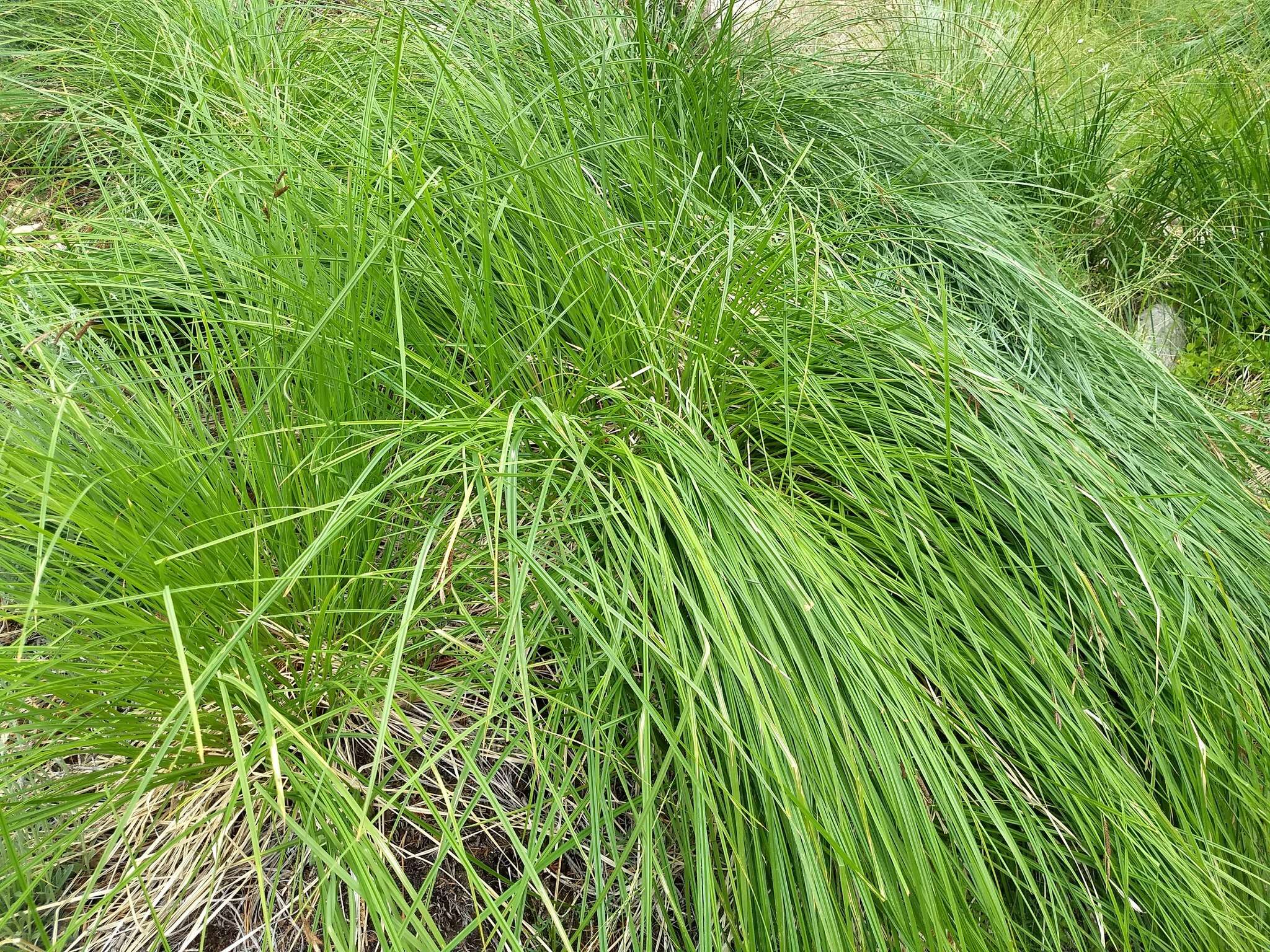 Image of Western Rough Sedge