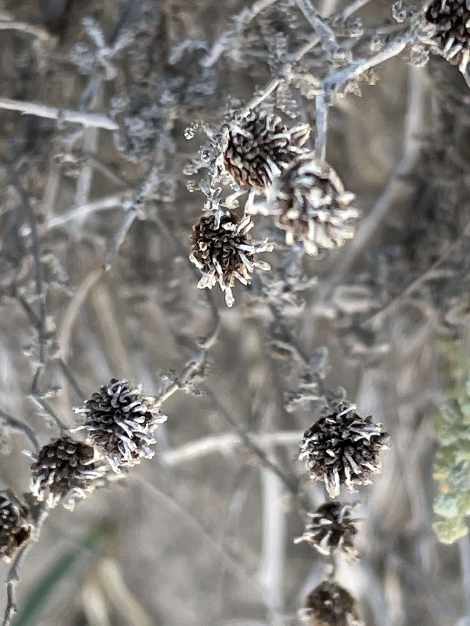 صورة Santolina magonica (O. Bolòs, Molin. & P. Monts.) A. M. Romo