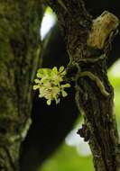 Image de Smithsonia viridiflora (Dalzell) C. J. Saldanha