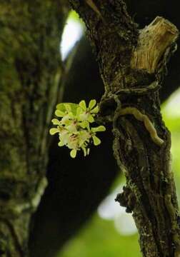 Imagem de Smithsonia viridiflora (Dalzell) C. J. Saldanha