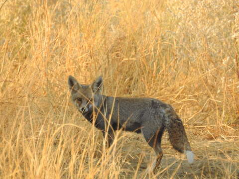 Image of white-footed fox