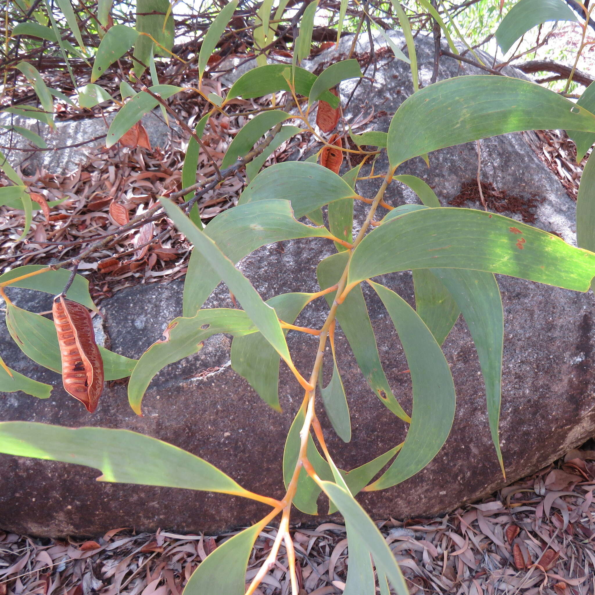 Plancia ëd Acacia crassicarpa A. Cunn. ex Benth.