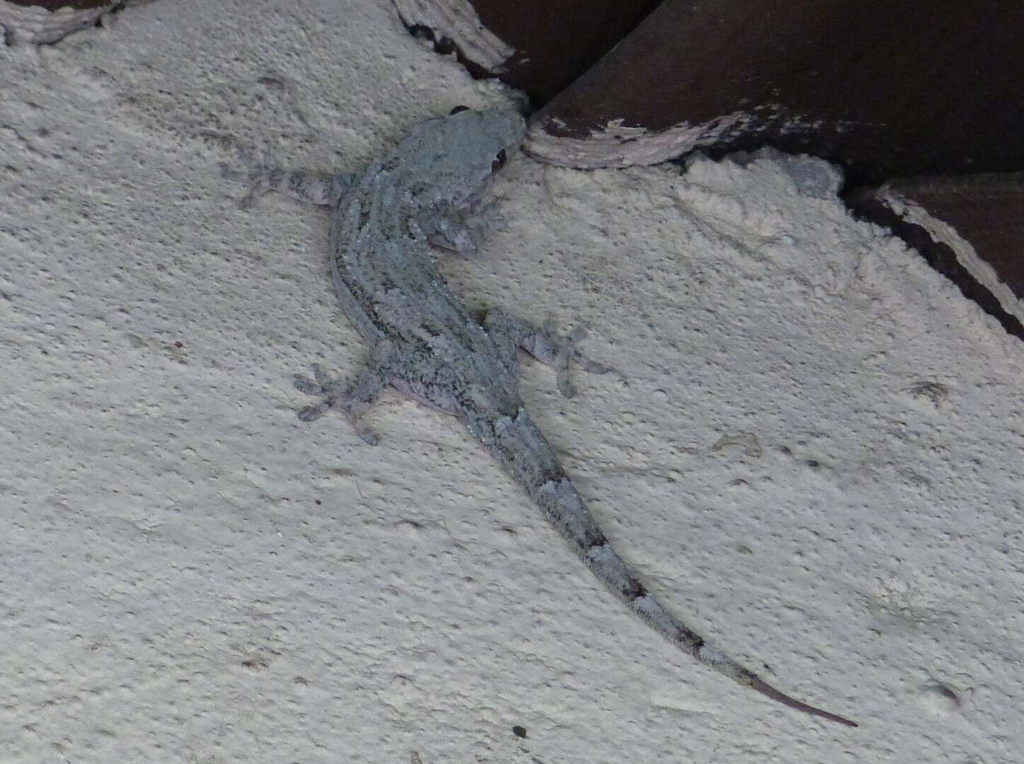 Image of Baobab Gecko