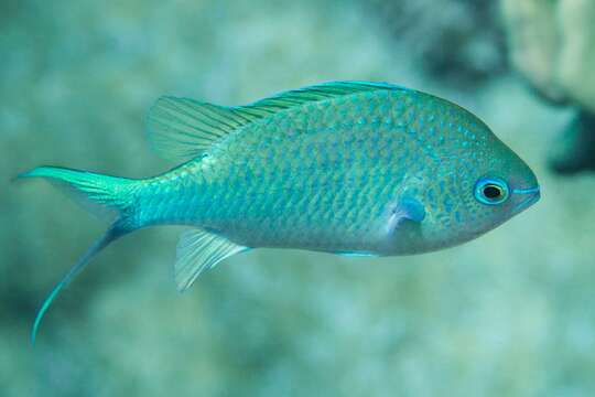 Image of Black-axil chromis