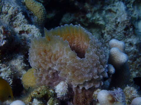 Image of Azure Vase Sponge