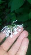 Image of largeflower valerian