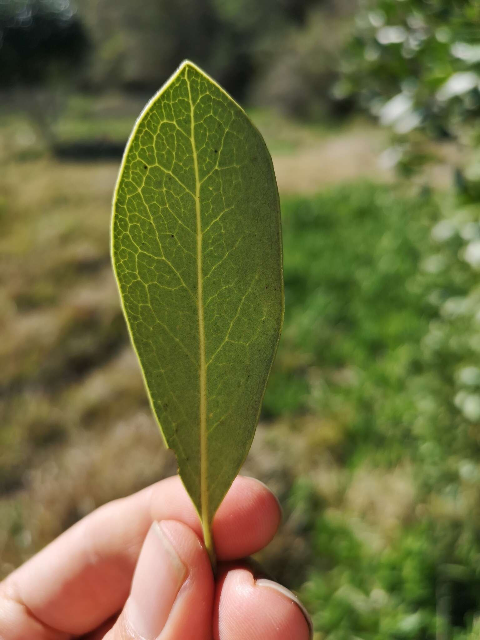 Sivun Euclea natalensis subsp. obovata F. White kuva