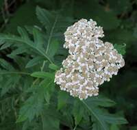 Image of Tanacetum macrophyllum (Waldst. & Kit.) Sch. Bip.