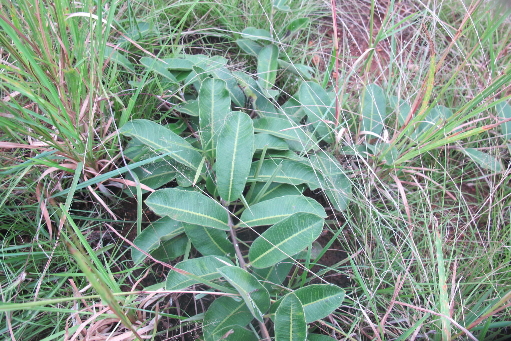 Image of Raphionacme procumbens Schltr.